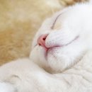 MS동물병원 이미지