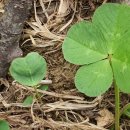 한잎클로버 이미지