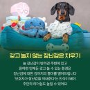 강아지 정보(입냄새2/입질3) 58 이미지