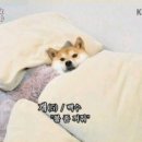 와봐 이미지