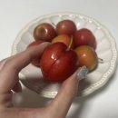 김천자두 하우스자두 | 새콤달콤 여름 제철 과일 추천