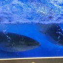 왕대박종합어시장 이미지