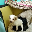 아리랑밸리켄넬 이미지