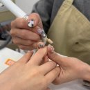 네일룬(nail lune)