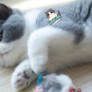 그랜비캐터리 이미지