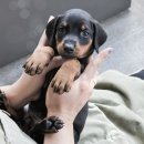 버디독 강아지분양 안심분양센터 서울 영등포점 이미지