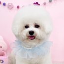 쁘리에숑 이미지