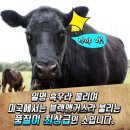 이땅에한우 이미지
