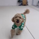 가치있개 반려견 유치원 이미지