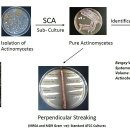 Procedure of Isolation of Actinomycetes 방선균 분리 과정 이미지