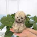 꽃강아지 이미지