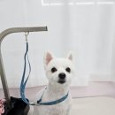 이쁜멍멍 이미지