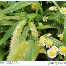 평창들꽃 이미지