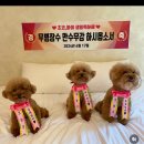 댕댕별 이미지