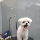 구름이 펫 미용샵 이미지
