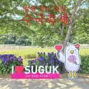 빛길 | 통영시 광도천 제9회 광도 빛길 수국축제 다녀온 씁쓸한 포스팅 한마디로 꽃 없는 축제(개화상황, 축제...