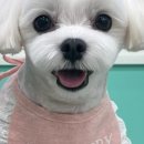 해피애견 미용실 이미지