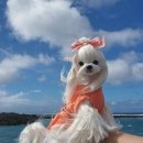 마이펫돌