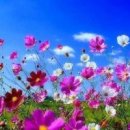 코스모스 이미지