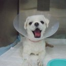 이룸외과동물병원 이미지