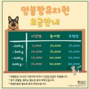 멍블랑 유치원 | 해운대바닷가 근처 중대형견 이용가능한 멍블랑유치원 1박하기