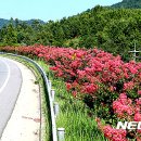 배롱나무거리 이미지