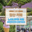 사랑농장 | 여행가 준의 내돈내산 후기 양산 라벤더 축제 느티나무의 사랑 치유농장 카페