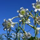꽃나리연구소