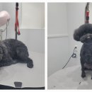 포메른 펫살롱 이미지