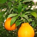 향기나무 이미지