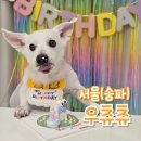 우츄츄 네이버블로그