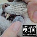 디피짐 | 고양이 이빨 관리법! 캣디피 고양이치약 칫솔