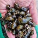 솔향기펜션민박 이미지