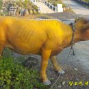 안동황우마을 이미지