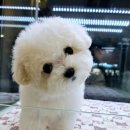 멍스타 김포강아지 분양 이미지