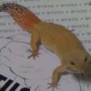 발디가그룹