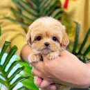 강남-045 | 강남강아지분양 해피애견타운 안전해요!