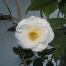 H9079 Daum카페