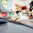 올 마이 펫 이미지