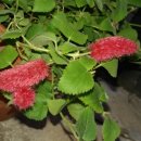 여우꼬리 이미지