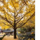 함안향교 이미지