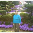 늘푸른꽃농원 - 고양시 일산동구 식사로 26 | 늘푸른꽃농원