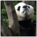김숙, 푸바오 만나러 중국까지! 🐼💕 건강 이상설 걱정 뚝! 감동의 &#39;판다 위로&#39; 현장!