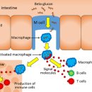 (주)글루칸 이미지