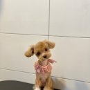 바닐라 애견샵 이미지