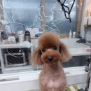 댕댕이쁘띠샵 이미지