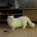 주라울 이미지