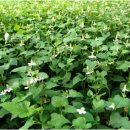 금실농장 이미지