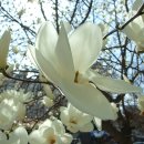 목련약국 이미지