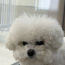 강아지 이모 | [목동동] 운정 애견 미용, 행복카댕 1인 운영샵 비숑 미용 후기
